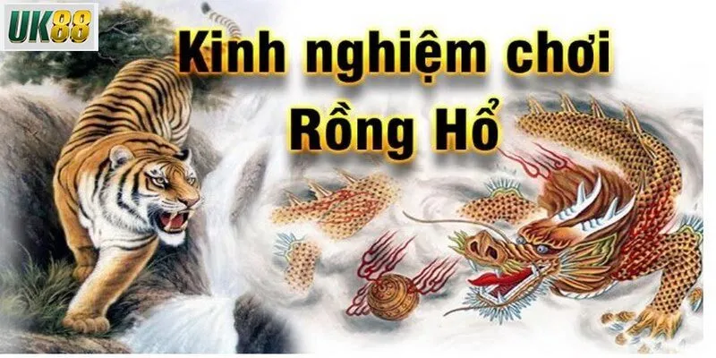 Kinh nghiệm chơi rồng hổ cho người mới 